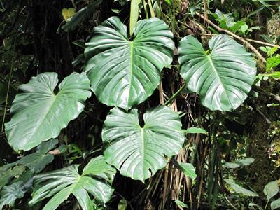 Philodendron panduri